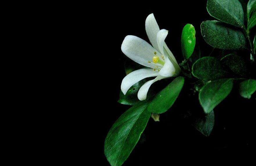 九里香幾月份開花，生長環(huán)境不同花期也不一樣