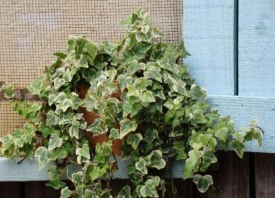 常春藤開花嗎，花期從秋季一直到春季