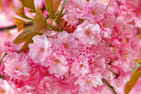 櫻花冬天怎么養(yǎng)護(hù)