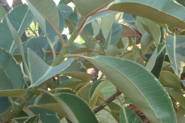 橡皮樹葉子卷怎么補(bǔ)救，增加溫度追肥換土