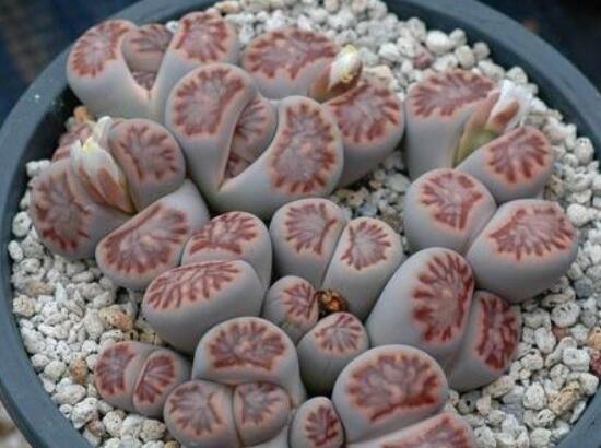 生石花夏天發(fā)皺，保持散射光環(huán)境/盆土疏松透氣