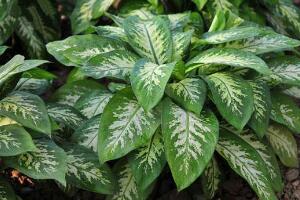 萬年青有哪些品種，萬年青的品種圖片大全