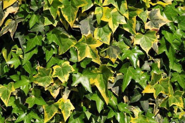 常春藤哪個品種最好，中華常春藤最為常見