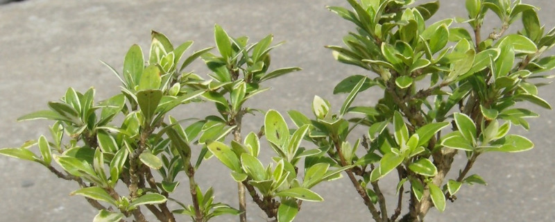 金邊六月雪的養(yǎng)殖方法和注意事項