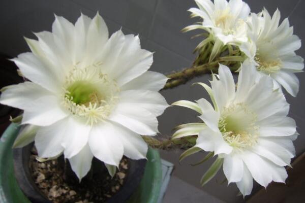 仙人球花和曇花的區(qū)別，介紹四種不同之處