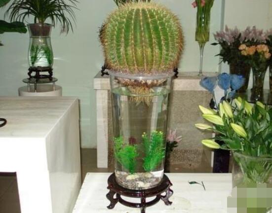 水培仙人球怎么養(yǎng)，教你六個(gè)最好步驟快速生根(7天)