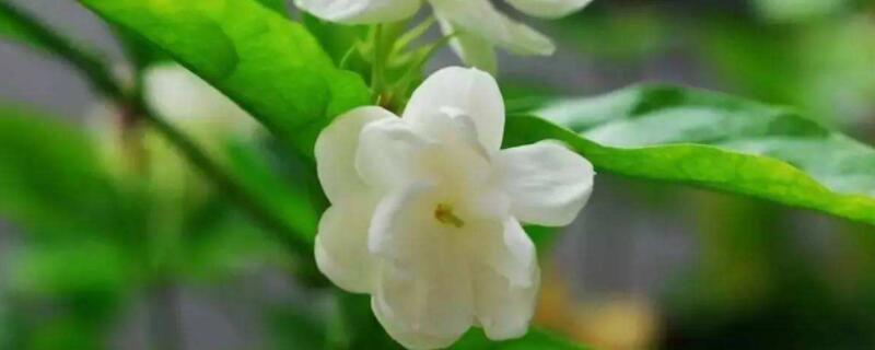 茉莉花怎么養(yǎng)