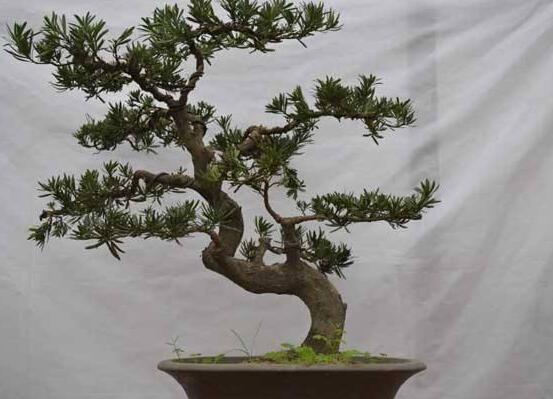 羅漢松盆景修剪技巧，教你三種修剪方法(疏剪/短剪/縮剪)