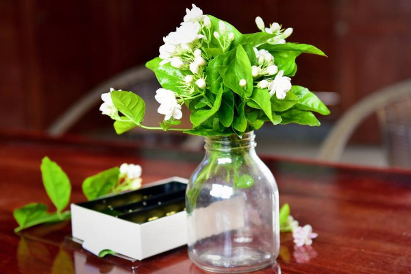 盆栽茉莉的養(yǎng)殖方法和注意事項(xiàng)，每日接受5小時(shí)光照