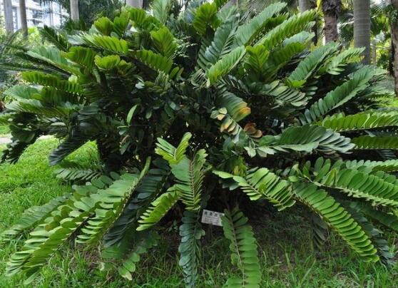 鐵樹品種，細(xì)數(shù)鐵樹最受喜愛八大品種