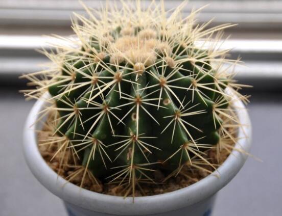 仙人球的作用與功效，美化環(huán)境、凈化空氣