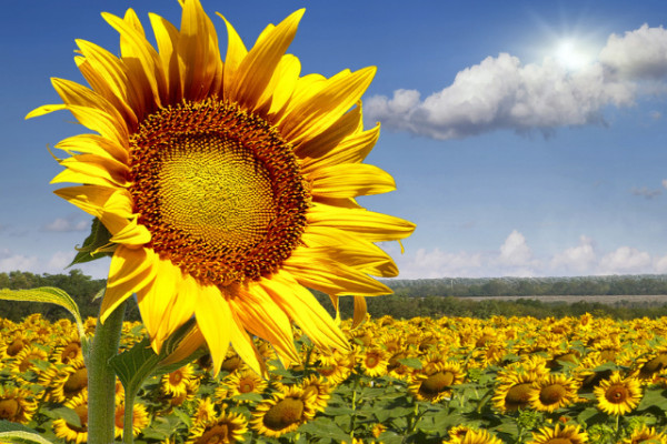 向日葵開花以后就會(huì)死嗎