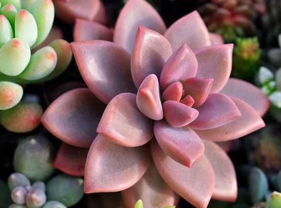 寶石花怎么繁殖，老農(nóng)總結(jié)四種繁殖方法(播種繁殖簡單易學(xué))