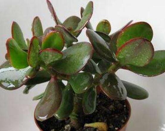 玉樹常見(jiàn)的病蟲害防治，教你四種辦法簡(jiǎn)單學(xué)會(huì)