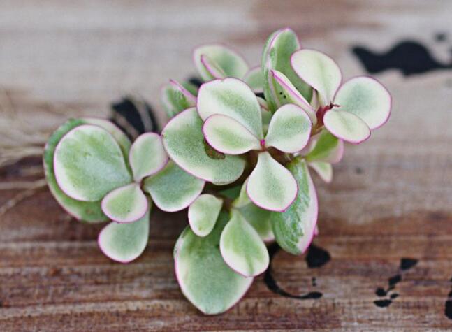 雅樂之舞花怎么養(yǎng)，4種養(yǎng)殖技巧保生長