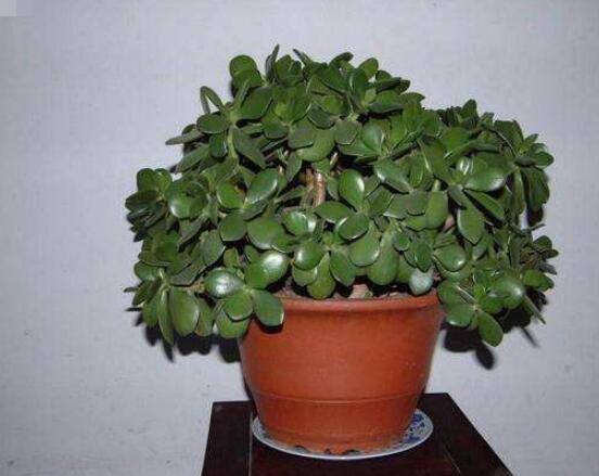 燕子掌換土后要澆水嗎，可根據(jù)具體情況來具體對待