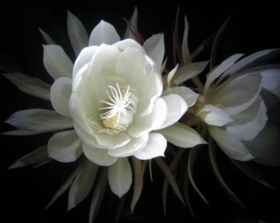 曇花怎么施肥，腐熟的有機(jī)肥為主/陰天施肥最佳