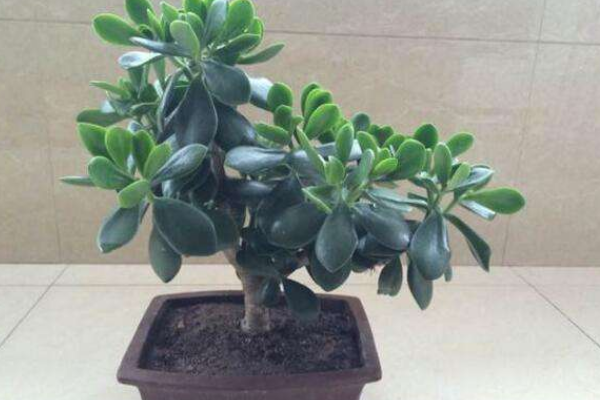 燕子掌葉片可以扦插嗎，4步即可完成燕子掌葉插