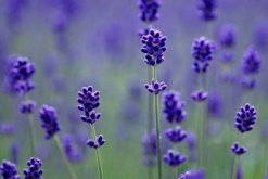 哪個(gè)品種的薰衣草最好，推薦以下幾種薰衣草