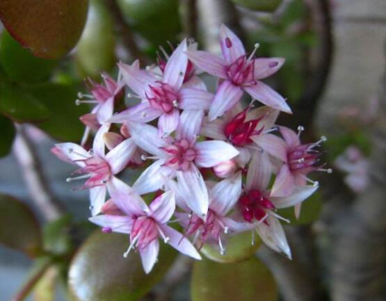 燕子掌不開花怎么辦，做好以下五點(diǎn)花開爆盆