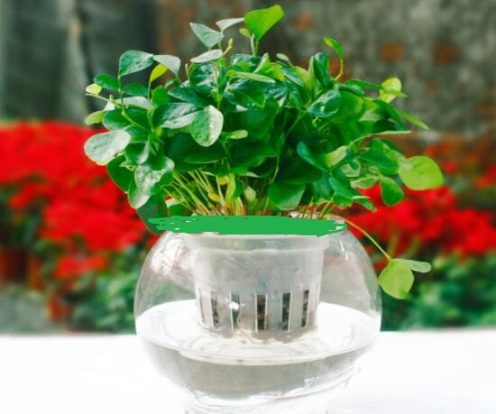 九里香的養(yǎng)殖方法水培，教你四個(gè)步驟水培爆盆