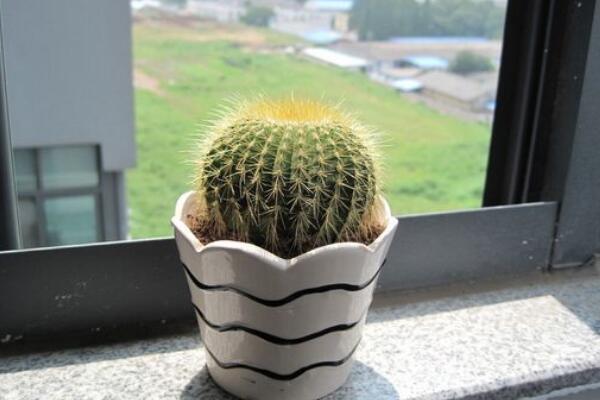 仙人球多久澆一次水，控制澆水量保證土壤偏干即可