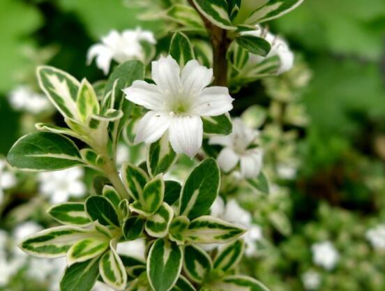 六月雪哪個(gè)品種最貴，屬金邊六月雪當(dāng)之無(wú)愧