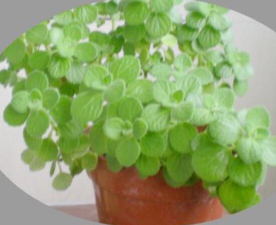 碰碰香為什么一碰就香，其原理主要為葉枕澎壓作用