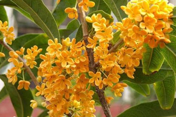 桂花樹(shù)怎么扦插