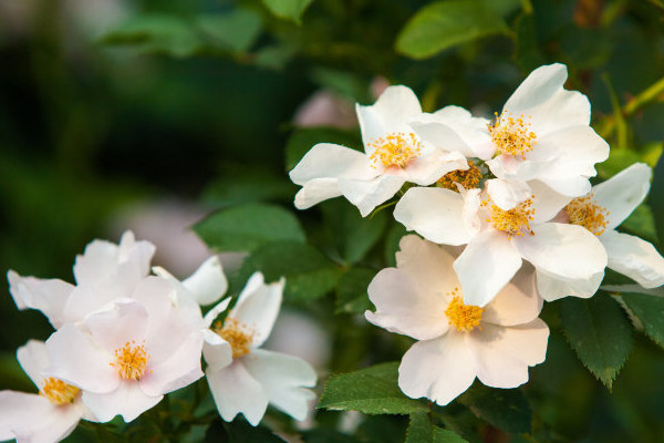 金櫻子長(zhǎng)在什么地方