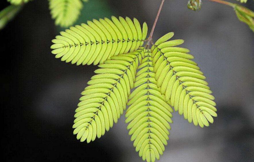 含羞草怎么養(yǎng)長的快，需要養(yǎng)殖在適合生長的環(huán)境中