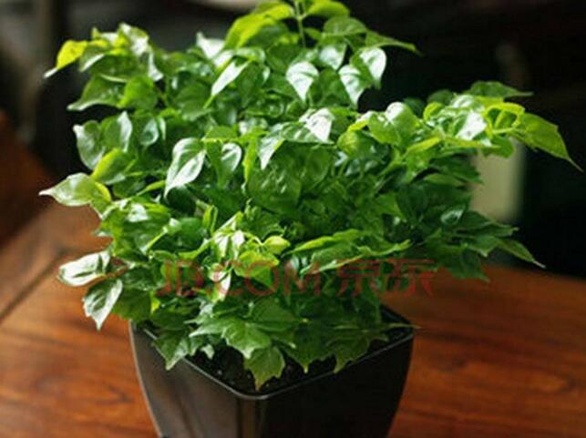 大幸福樹的修剪步驟圖，小白都能養(yǎng)活的方法技巧