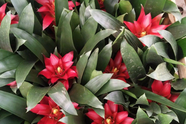 鴻運(yùn)當(dāng)頭花怎么培育