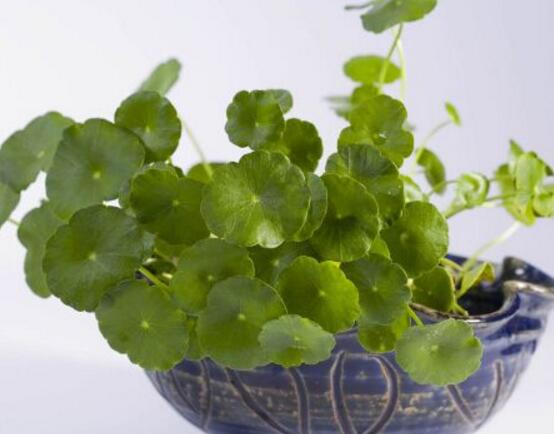 銅錢草放哪里招財(cái)，教你四個擺放最佳位置