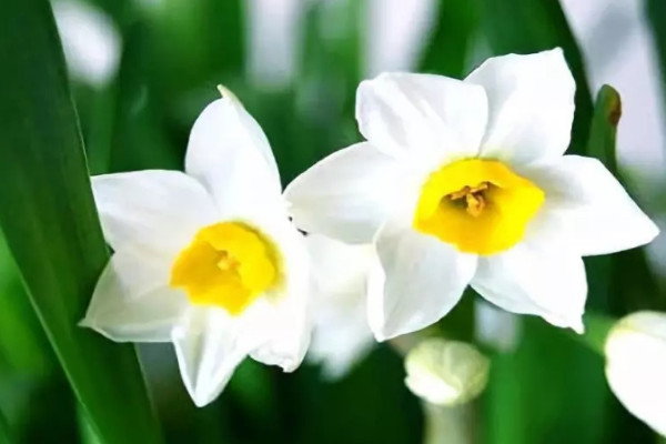 水仙花是什么季節(jié)開的
