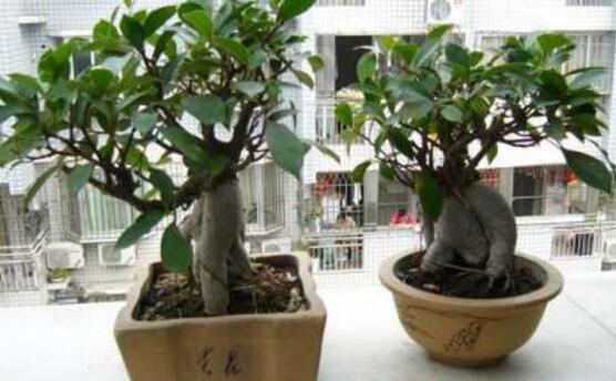 北方榕樹盆景怎么養(yǎng)，教你七種簡(jiǎn)單易學(xué)養(yǎng)殖方法