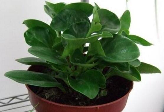 小碧玉怎么養(yǎng)，教你七種簡單易學(xué)基本方法