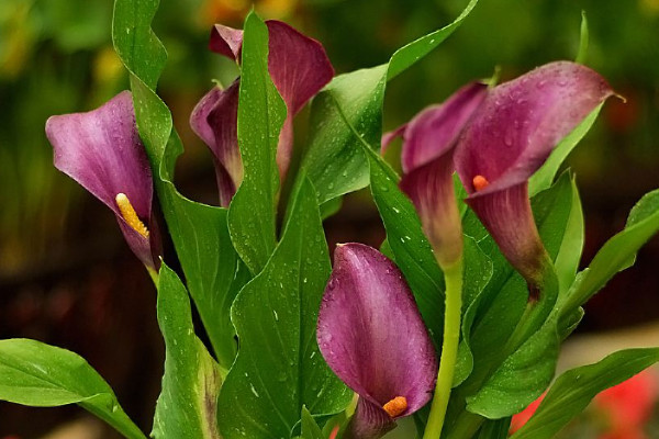 馬蹄蓮發(fā)芽后基本不長(zhǎng)