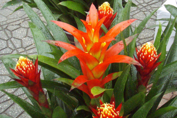 鴻運當(dāng)頭的老株怎么辦