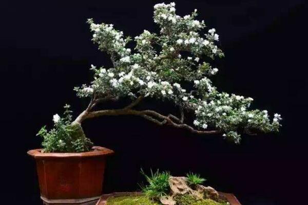 為什么六月雪不開花，以下5種原因都會導致它不開花