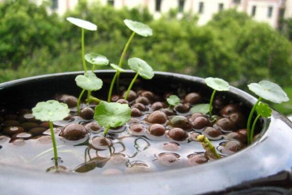 銅錢草能泡在水里養(yǎng)嗎