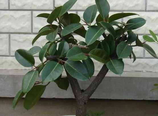 橡皮樹(shù)的葉插方法，擇基部下小嫩芽葉片/春秋季節(jié)扦插最佳