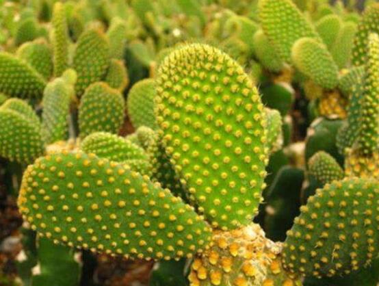 仙人掌的不同品種有哪些，欣賞最好看的六大品種