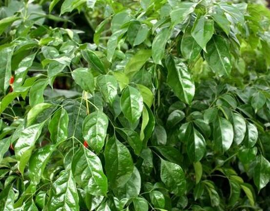 幸福樹種子怎么種，教你六大簡單步驟即可學(xué)會