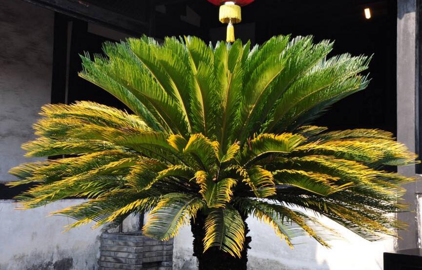 蘇鐵開花有什么征兆，開花之后是不會死的