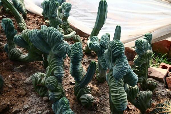 最名貴的仙人球，長相都非常奇特