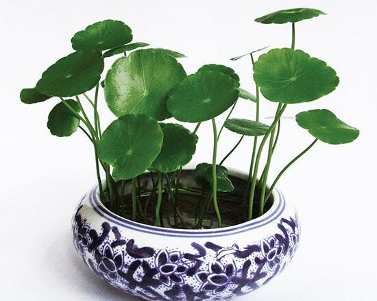 銅錢草葉子邊緣干枯，銅錢草葉子發(fā)黃怎么辦