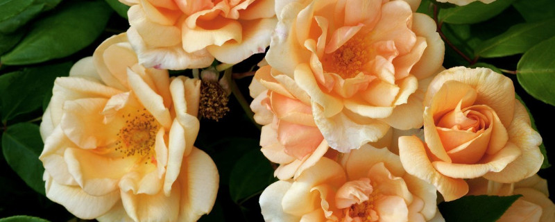 薔薇花好養(yǎng)嗎