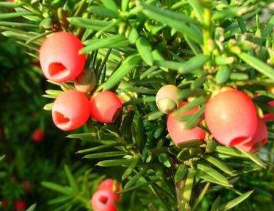 紅豆杉怎么養(yǎng)長得快，教你六種養(yǎng)殖方法生長枝繁葉茂