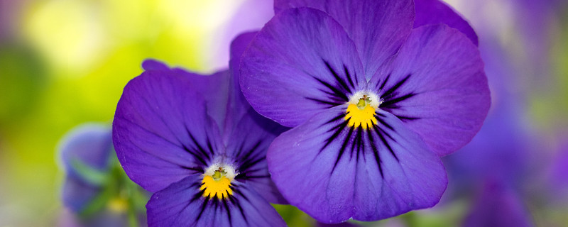 紫羅蘭能在室內(nèi)養(yǎng)嗎